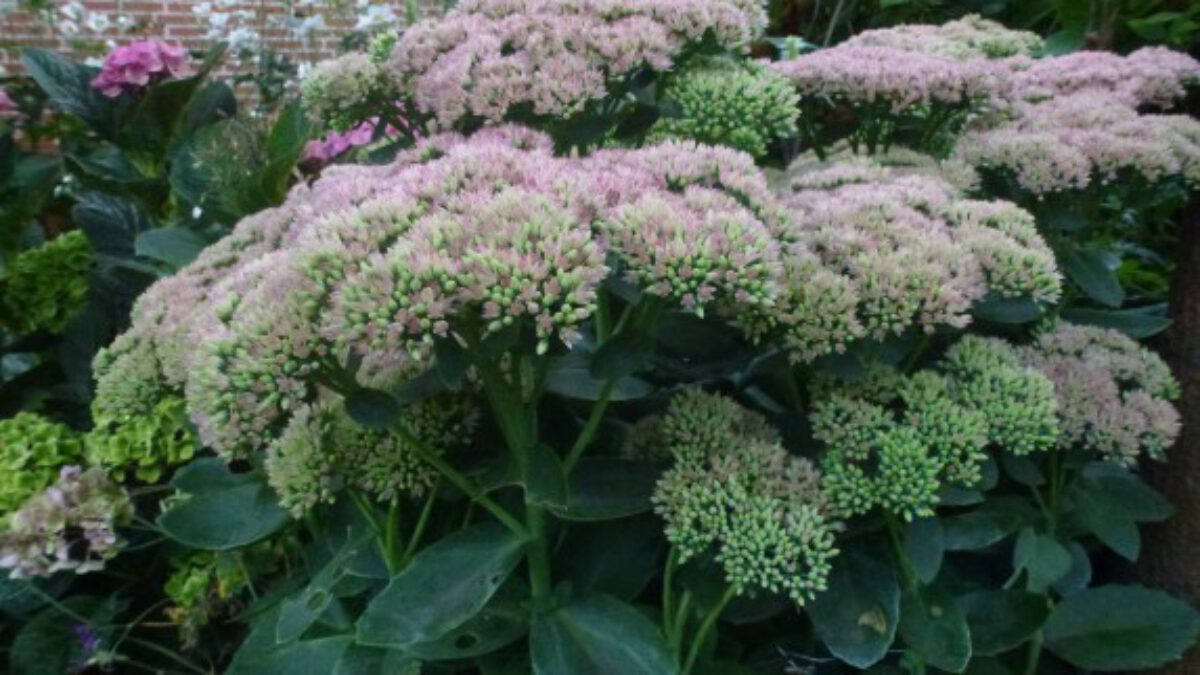 Sedum Spectabile Brillant Vetkruid Hemelsleutel