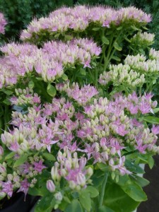 Sedum spectabile Brillant Sedum spectabile Brillant