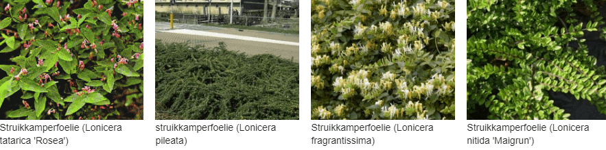 Struikkamperfoelie kopen