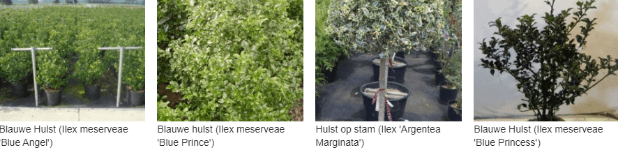 Blauwe Hulst kopen