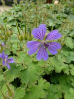 Geranium Philippe Vapelle