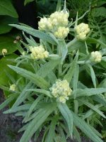 Helichrysum Schwefellicht Helichrysum Schwefellicht