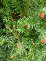 Taxus media Hicksii