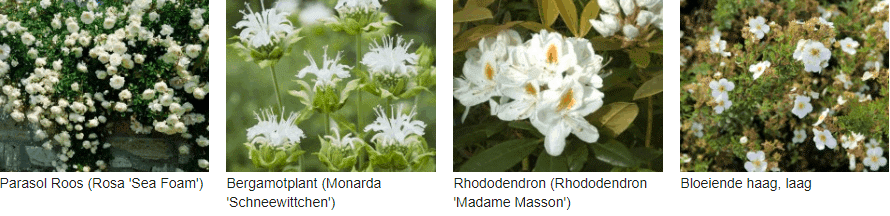 Wit bloeiende planten kopen