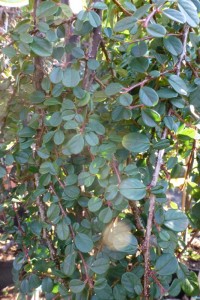 Cotoneaster dammeri Winter Jewel