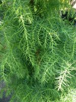 Cryptomeria japonica Elegans Viridis