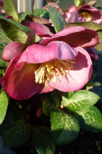 Helleborus Penny’s Pink