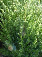 Juniperus chinensis Stricta Juniperus chinensis Stricta