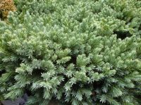 Juniperus squamata Blue Star