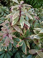 Pieris japonica Carnaval