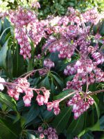 Pieris japonica Katsura