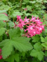 Ribes sanguineum King Edward VII