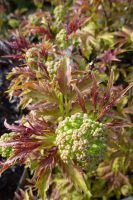 Sambucus racemosa Sutherland Gold