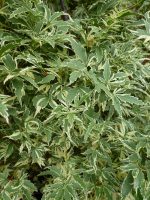 Acer palmatum Butterfly