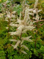 Aruncus aethusifolius