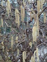 Corylus avellana Contorta