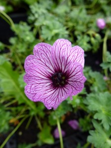 Geranium cinereum Ballerina