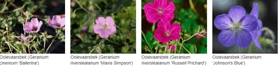 Geranium kopen