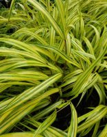 Hakonechloa macra Aureola