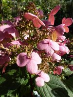 Hydrangea paniculata Early Sensation