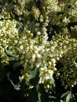 Pieris japonica White Pearl