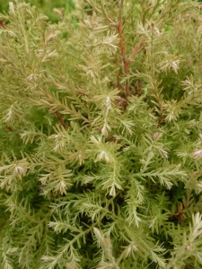 Thuja occidentalis Rheingold