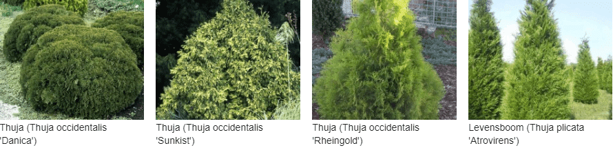 Thuja kopen