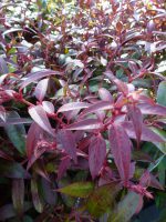 Leucothoe Keiskei Royal Ruby