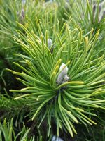 Pinus mugo var. Mugho 