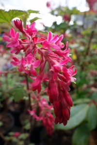 Ribes sanguineum Atrorubens