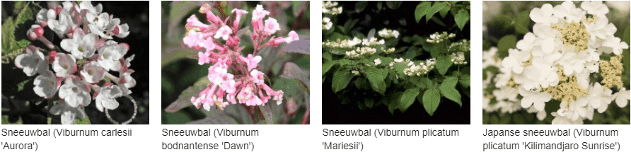 Viburnum kopen