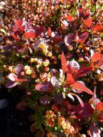 Berberis thunbergii Bagatelle