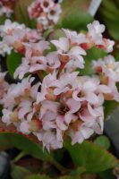 Bergenia Bressingham White