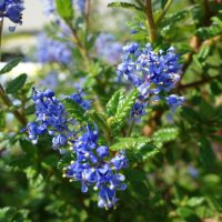 Ceanothus Puget Blue