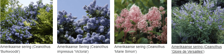 Ceanothus kopen