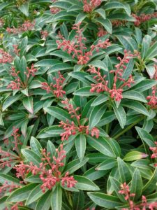 pieris-japonica-cupido
