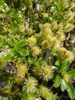 Salix arbuscula