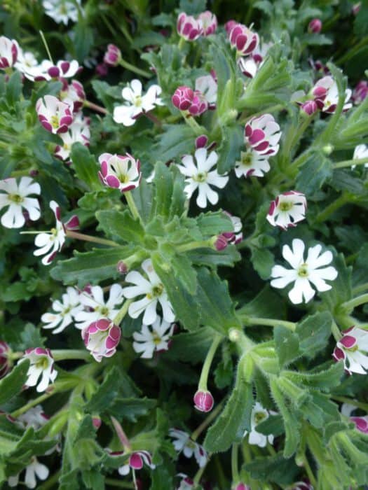 Zaluzianskya ovata – Nachtphlox