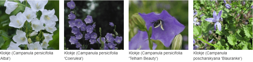 Campanula persicifolia kopen