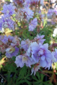 Geranium pratense Summer Skies