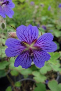 Geranium Terre Franche