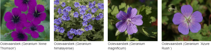 Geranium kopen