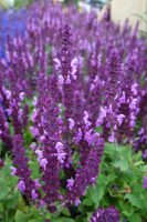 Salvia nemorosa Sensation Deep Rose