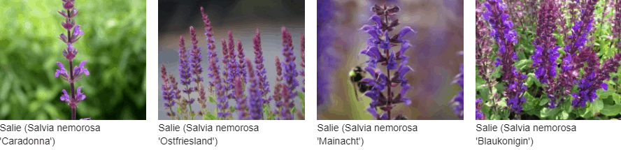 Salvia nemorosa kopen