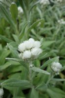 Anaphalis triplinervis Sommerschnee