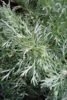 Artemisia schmidtiana Nana
