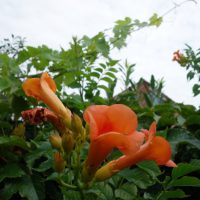 Campsis tagliabuana Madame Galen