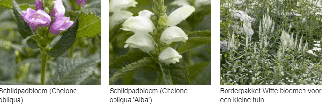 Schildpadbloem kopen