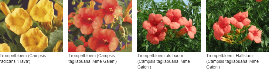 Trompetbloem kopen