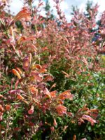 Agastache Fleur